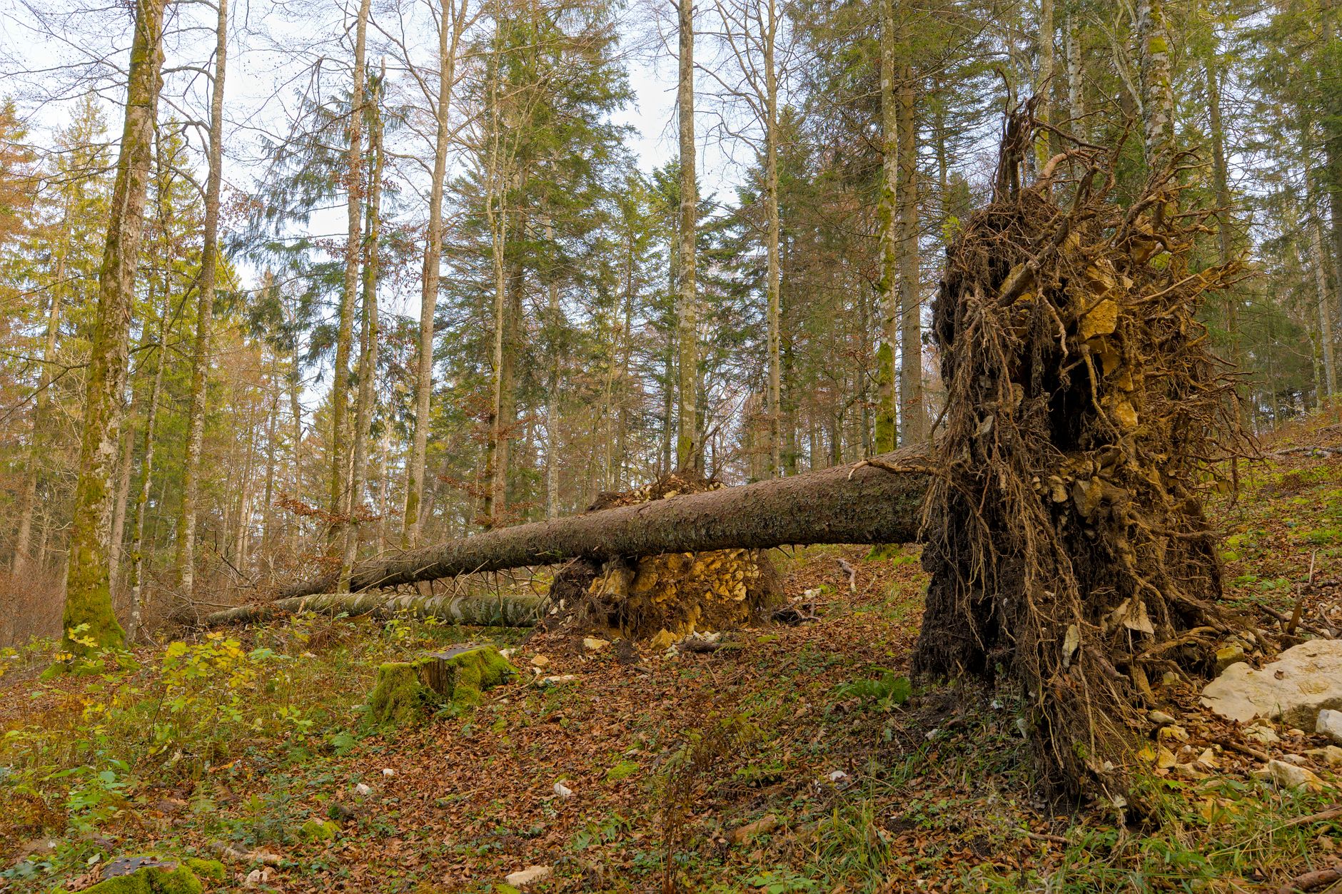 Enlèvement arbre urgence à Tourcoing